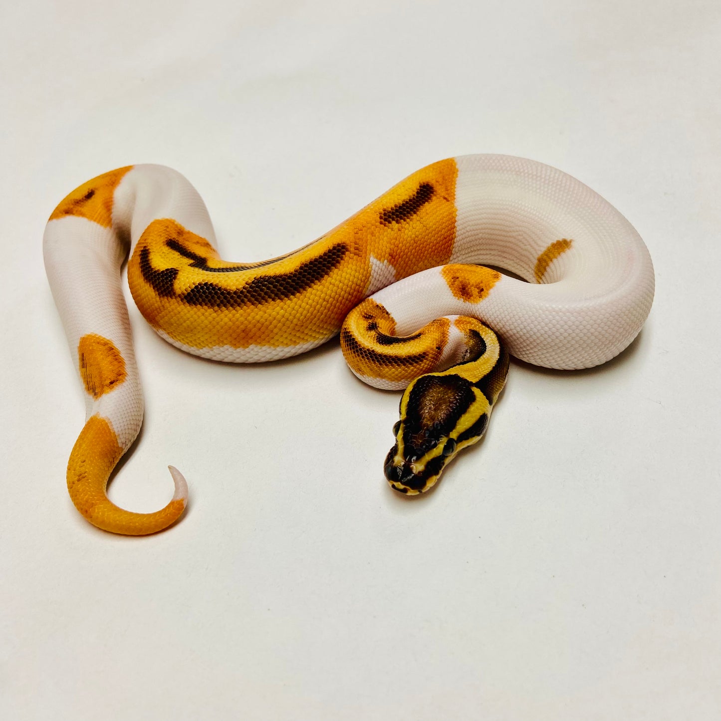 Orange Dream Enchi Pied Ball Python Female 2025F01