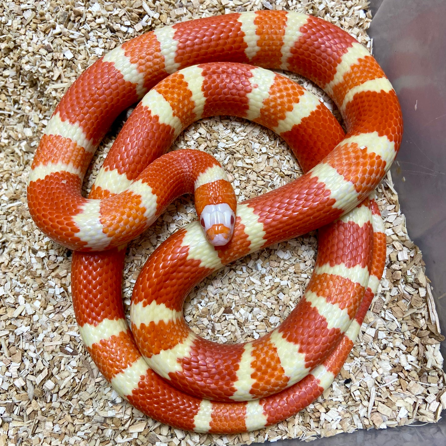 Extreme Albino Tangerine Honduran Milksnake 2023 Male M04