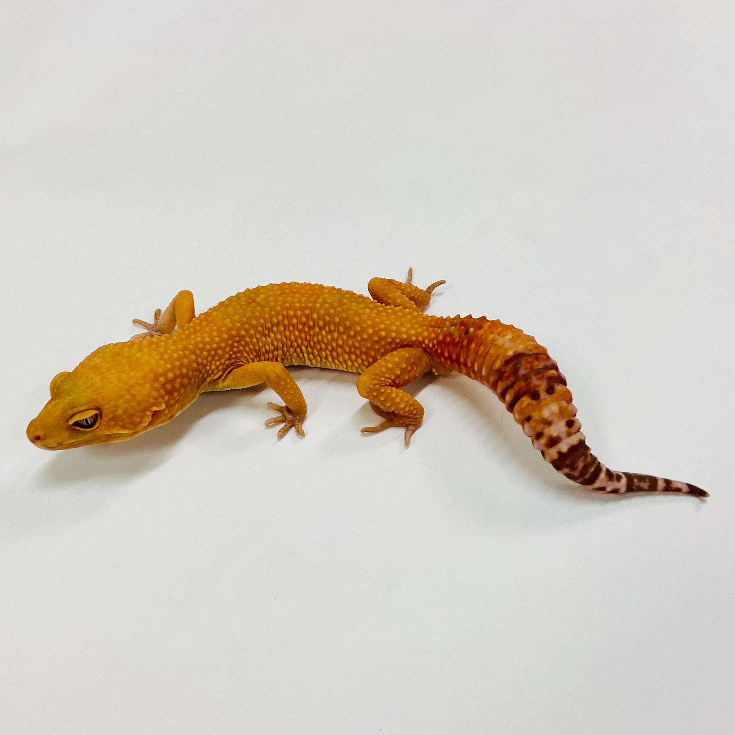 Sunglow Albino Tremper Leopard Gecko Male H-C7-90722-1
