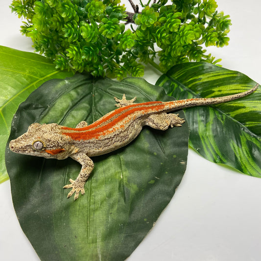 Red/Orange Stripe Gargoyle Gecko 2024 Male EH03