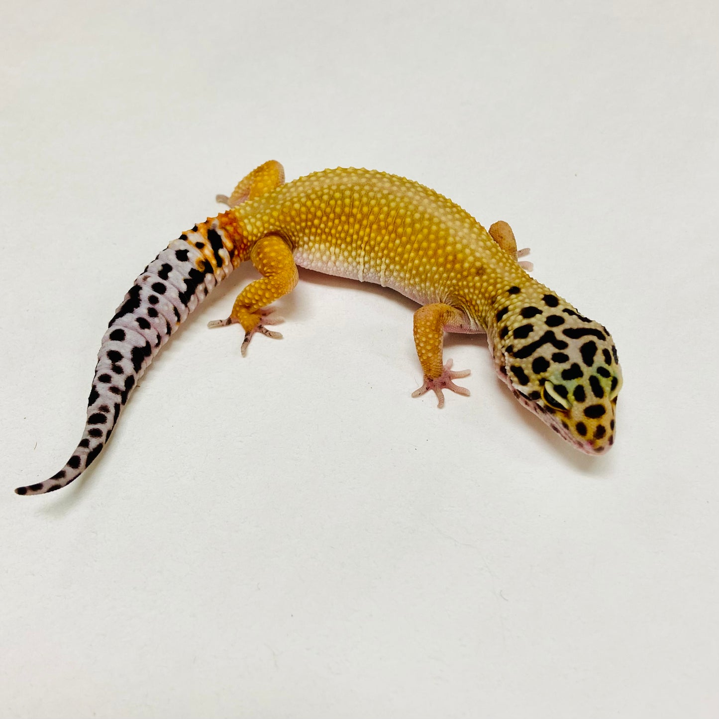 Super Hypo Tangerine Leopard Gecko Female A-B7-122124-1