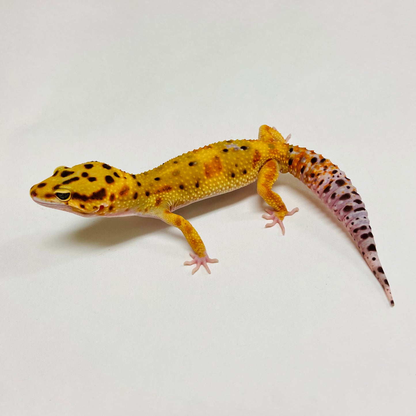 Hi Green Tangerine Leopard Gecko Male B-A1-70824-1