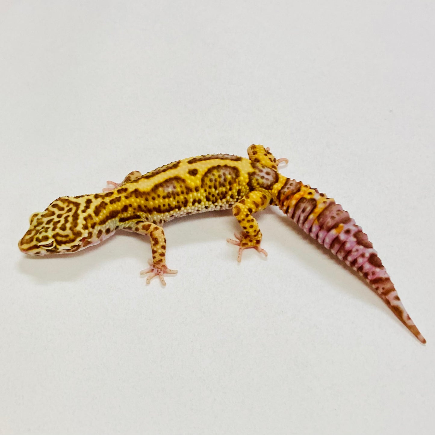 Bold Bell Leopard Gecko Pos Male 2025-153
