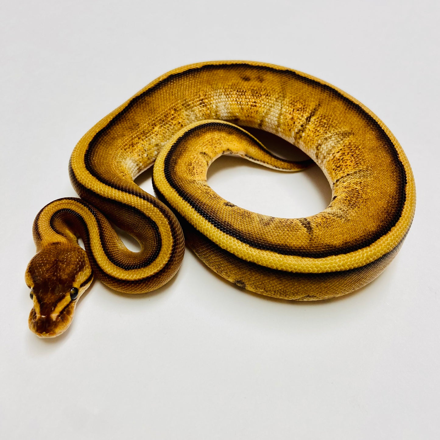 Genetic Stripe Ball Python - Female #2023F01