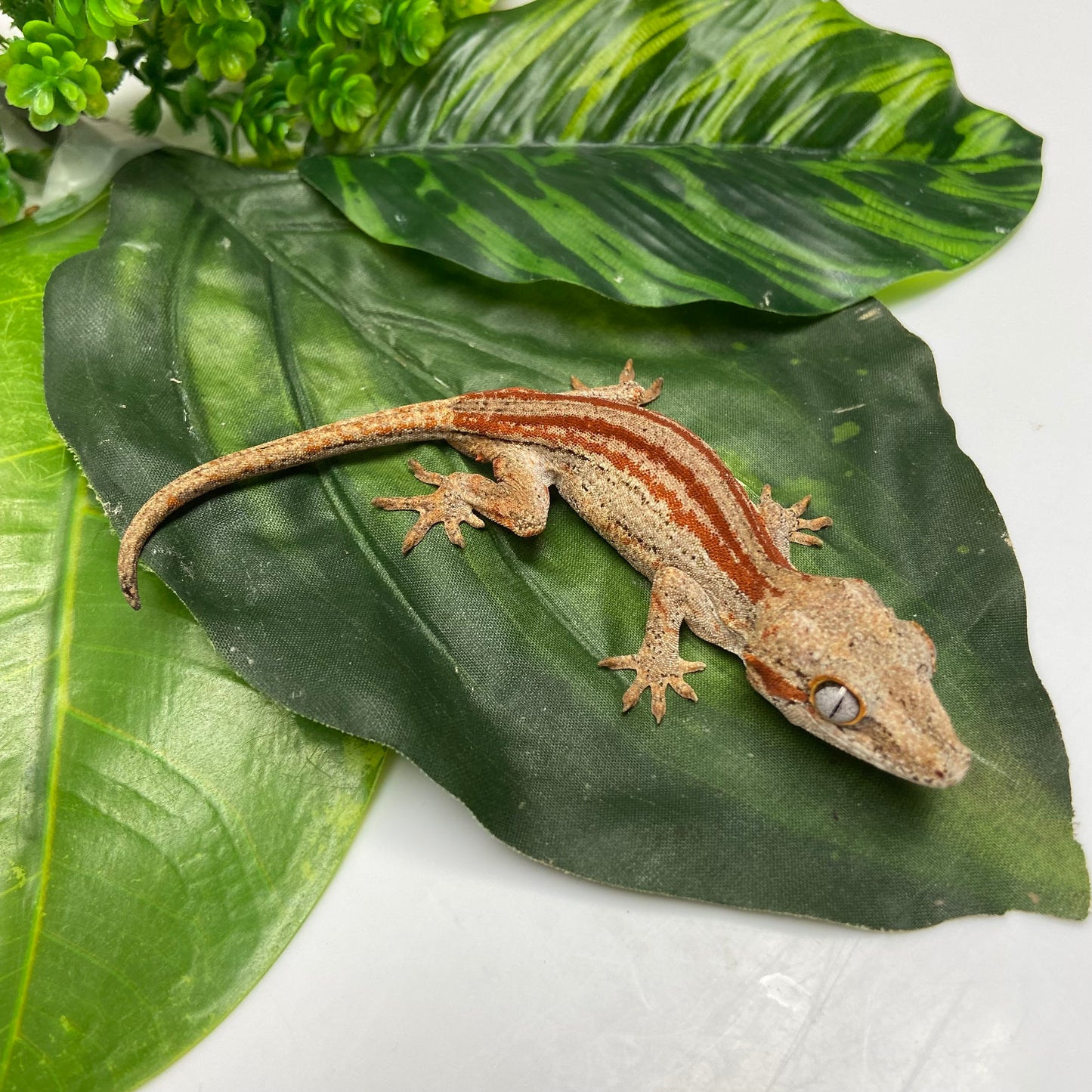 Red/Orange Stripe Gargoyle Gecko 2024 Male MJ02