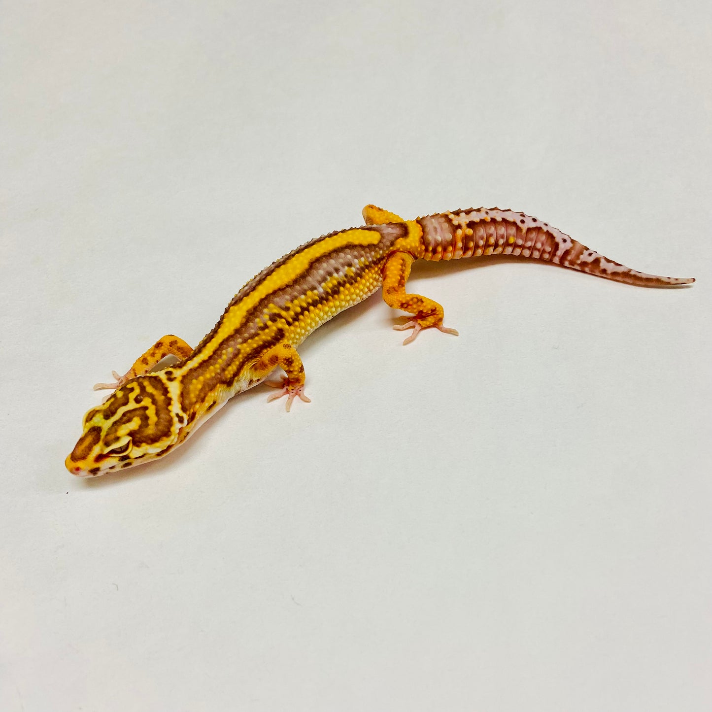 Bold Bell Leopard Gecko Female A-B11-122124-1
