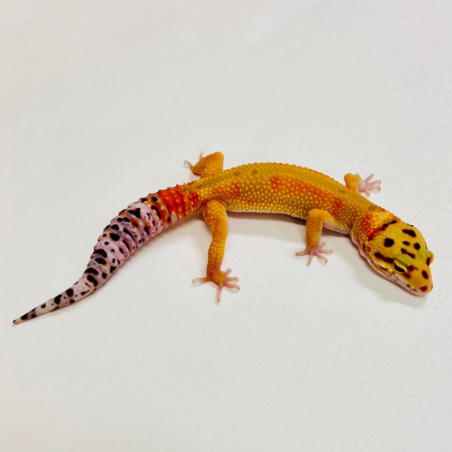 Citrine Leopard Gecko Female 2025-167