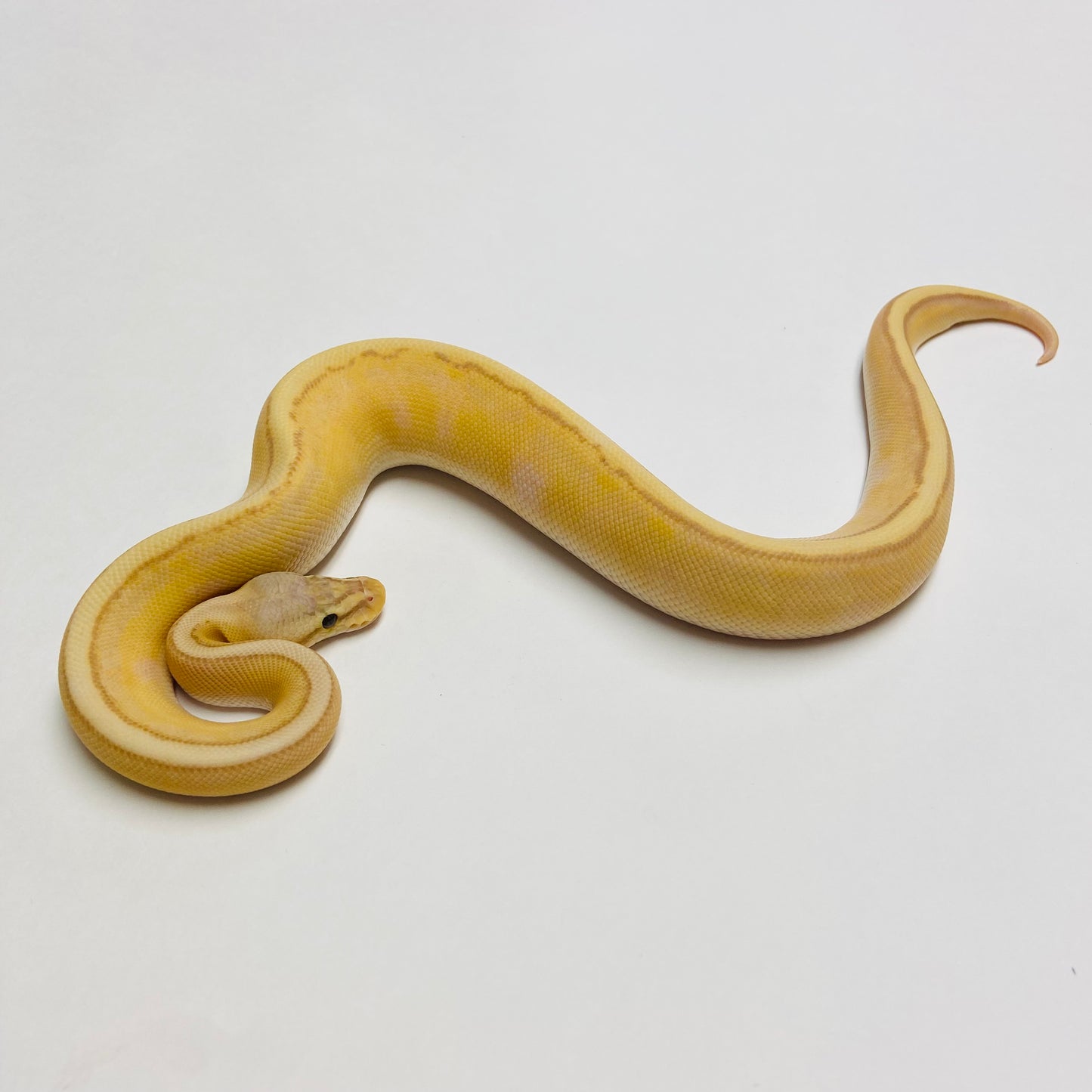 Banana Pastel Genetic Stripe Ball Python - Male #2023M01