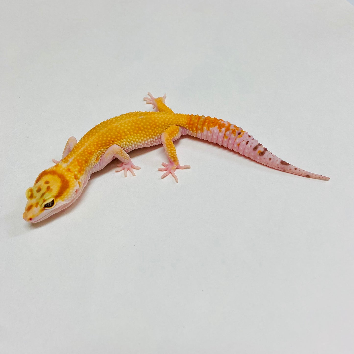 Sunglow Tremper W/Y Leopard Gecko Female B-A7-102424-1