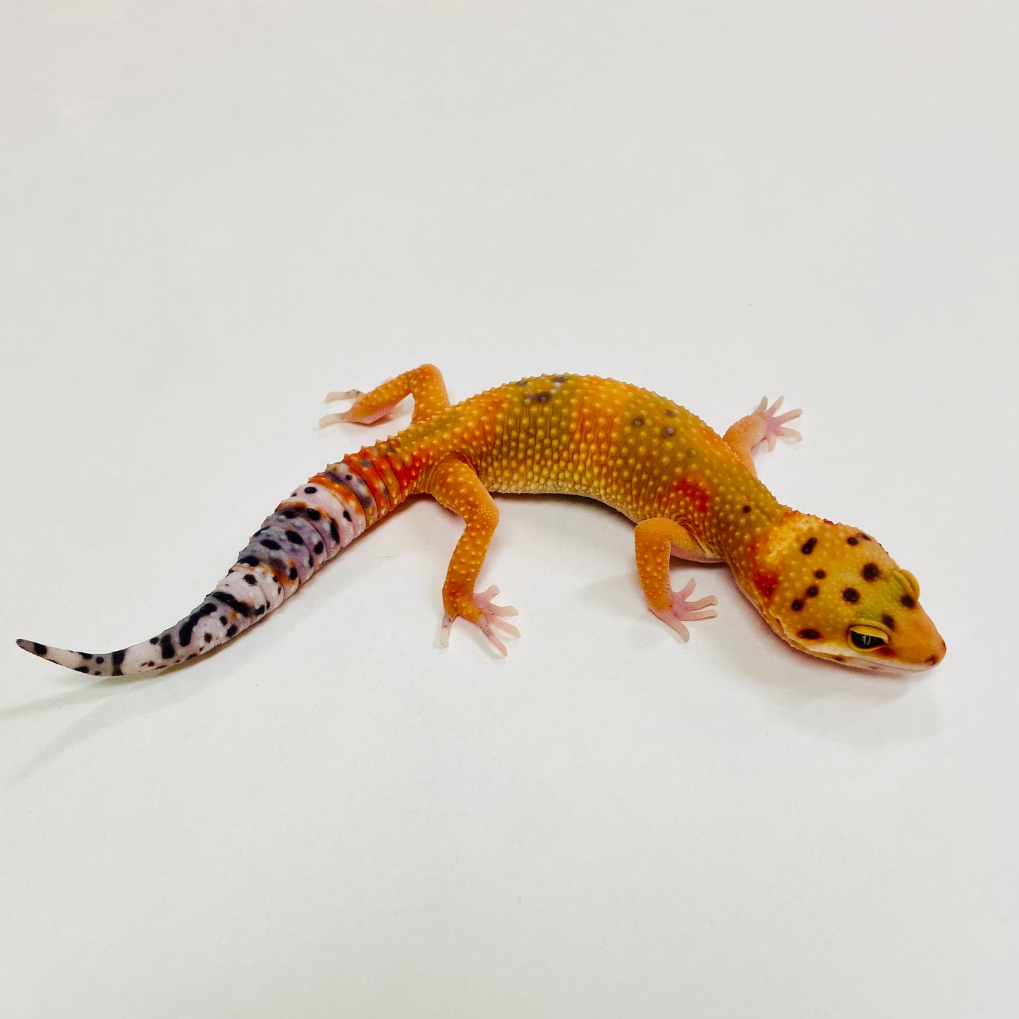 Citrine Leopard Gecko 2025-079