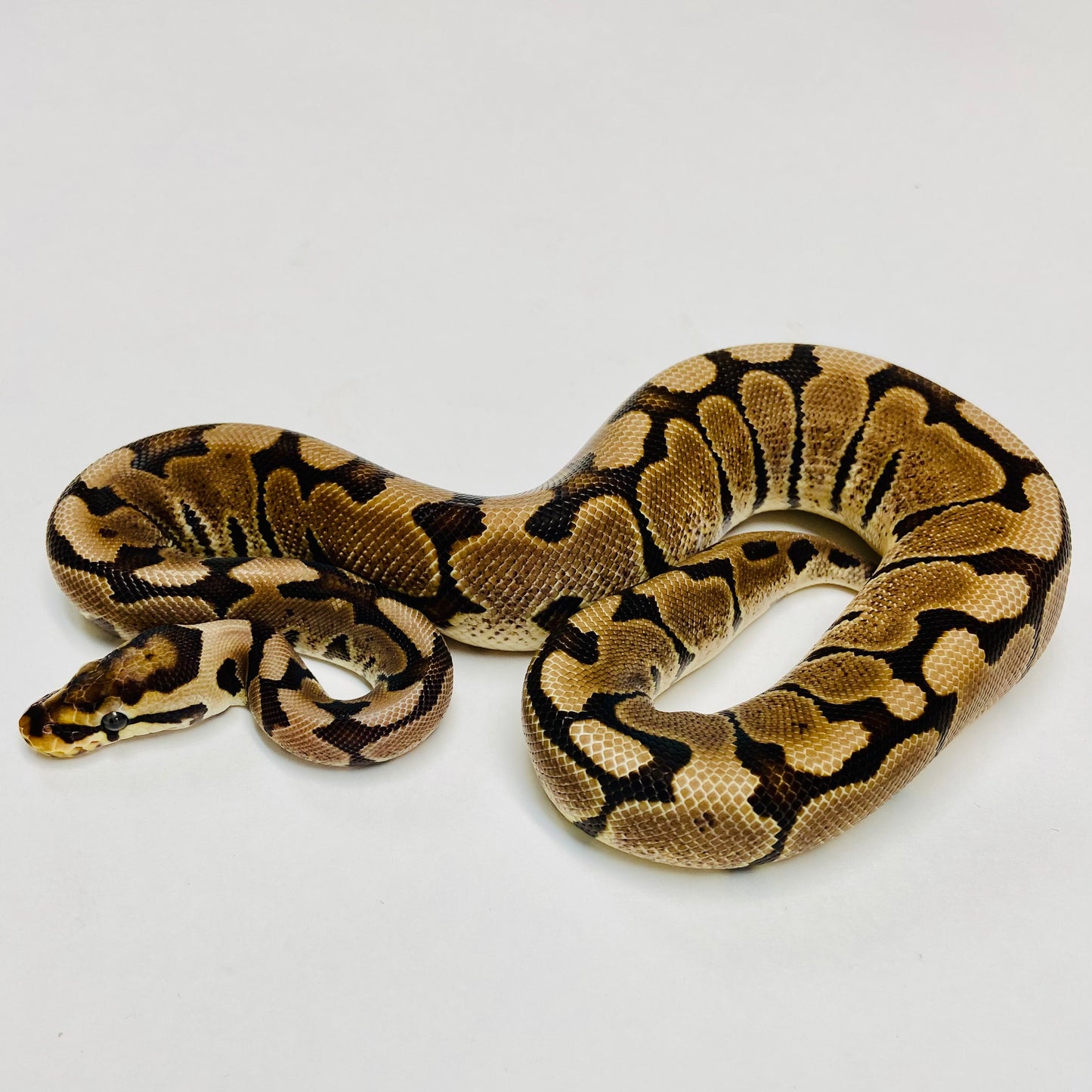 Lori Woma Ball Python - Female #2022F01