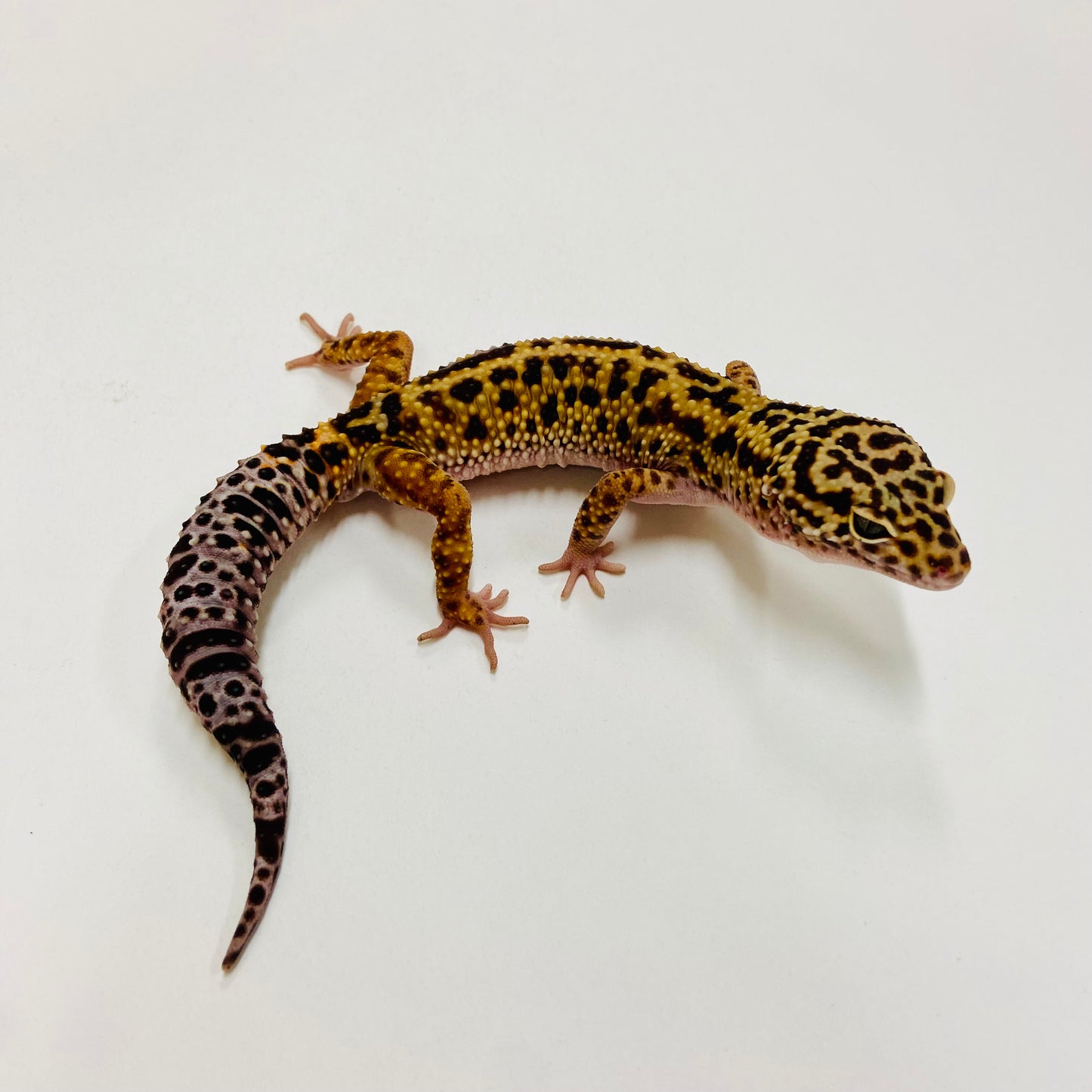 Jungle Mack Snow Leopard Gecko Male H-C3-81523-1