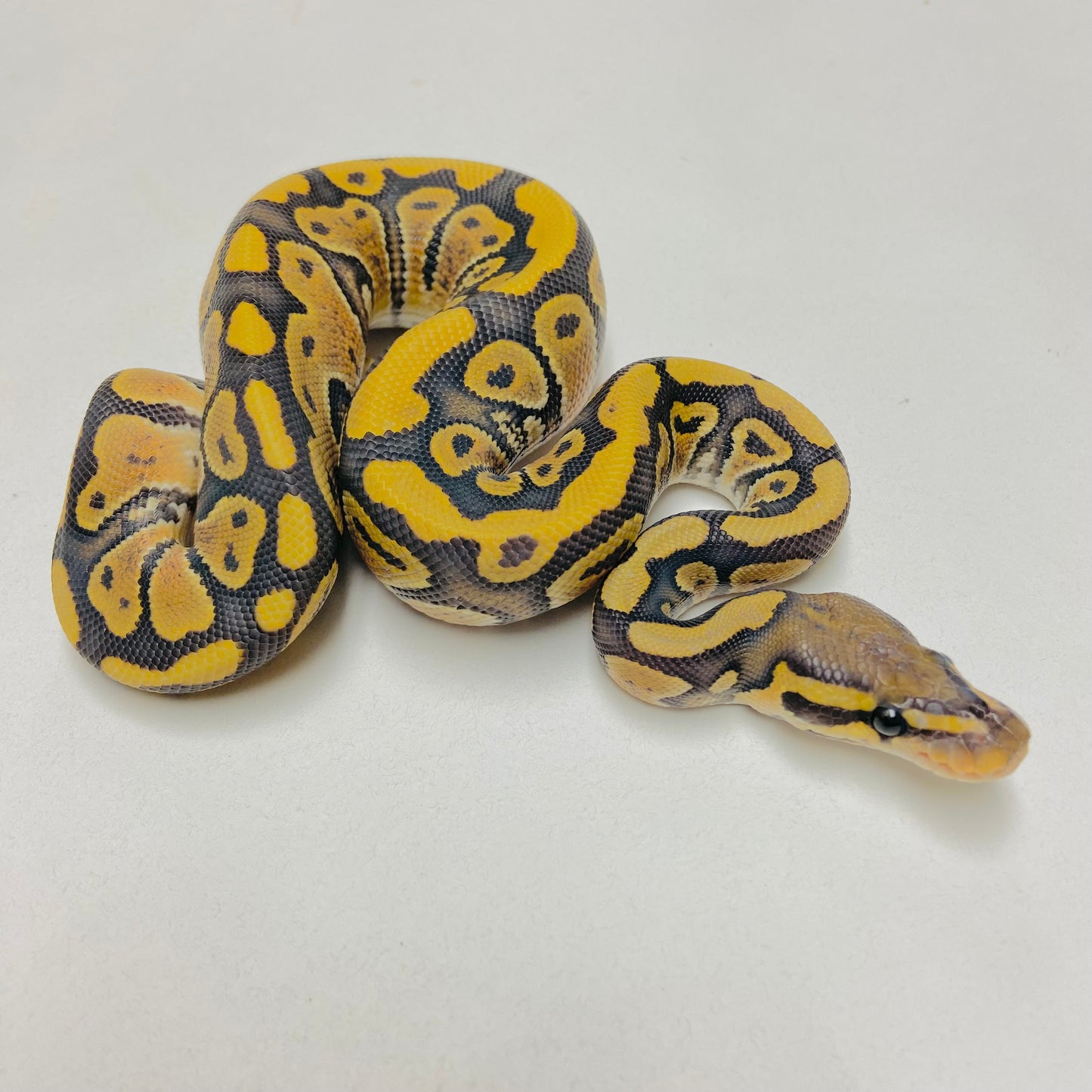 Hypo Het Clown Ball Python Female 2025F06