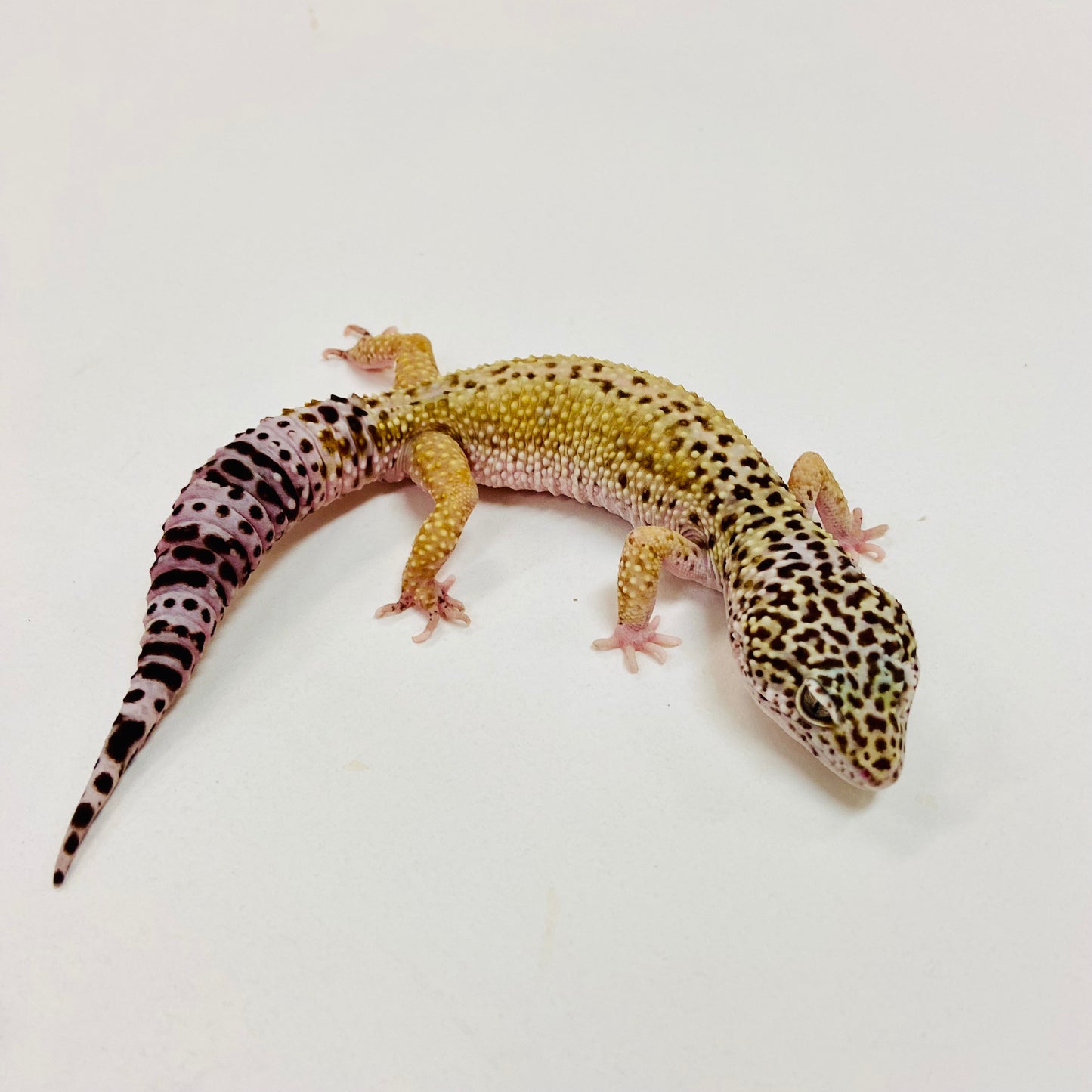 Hypo Mack Snow Eclipse Leopard Gecko Male I-G6-91423-1
