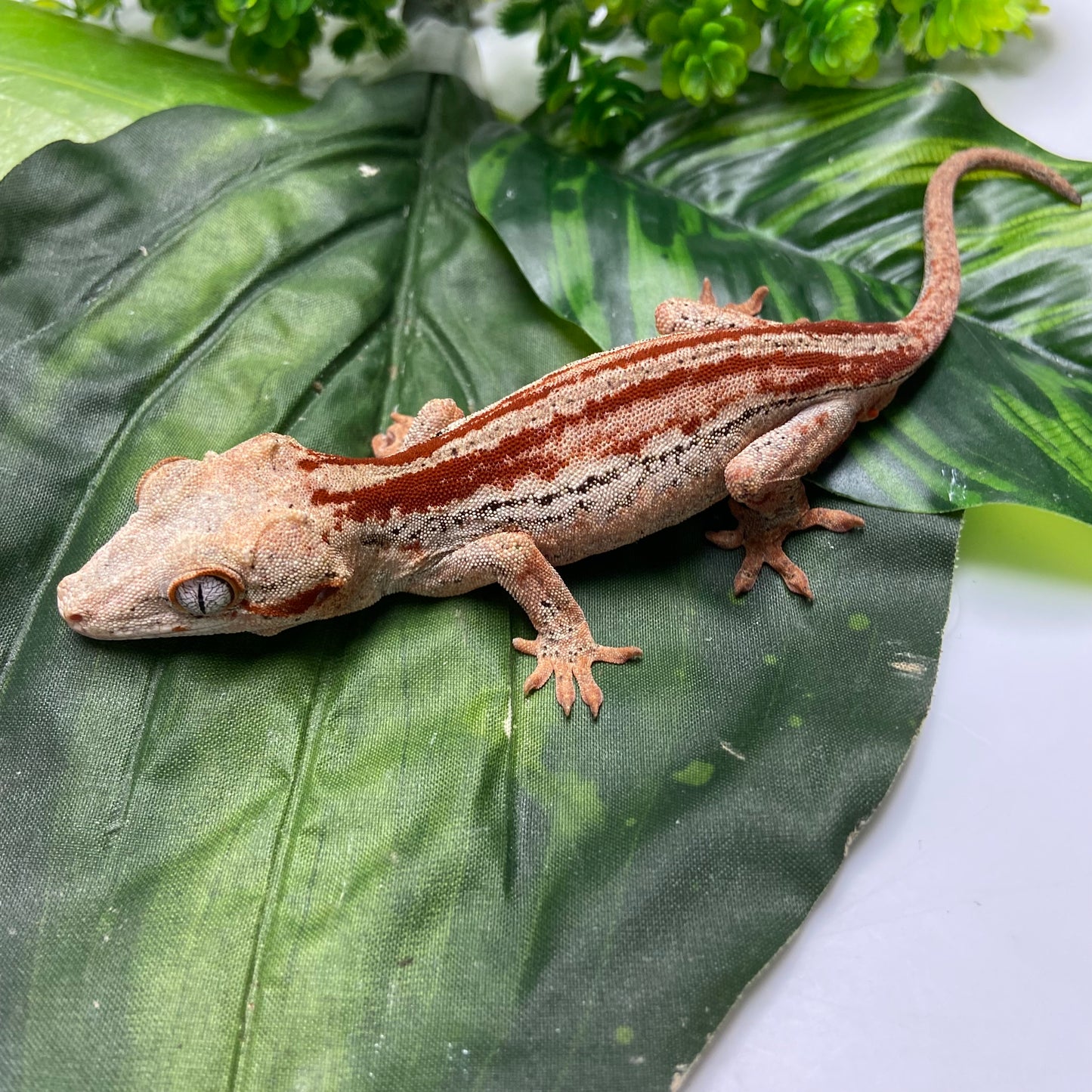 Red Stripe Gargoyle Gecko 2024 Male EH04