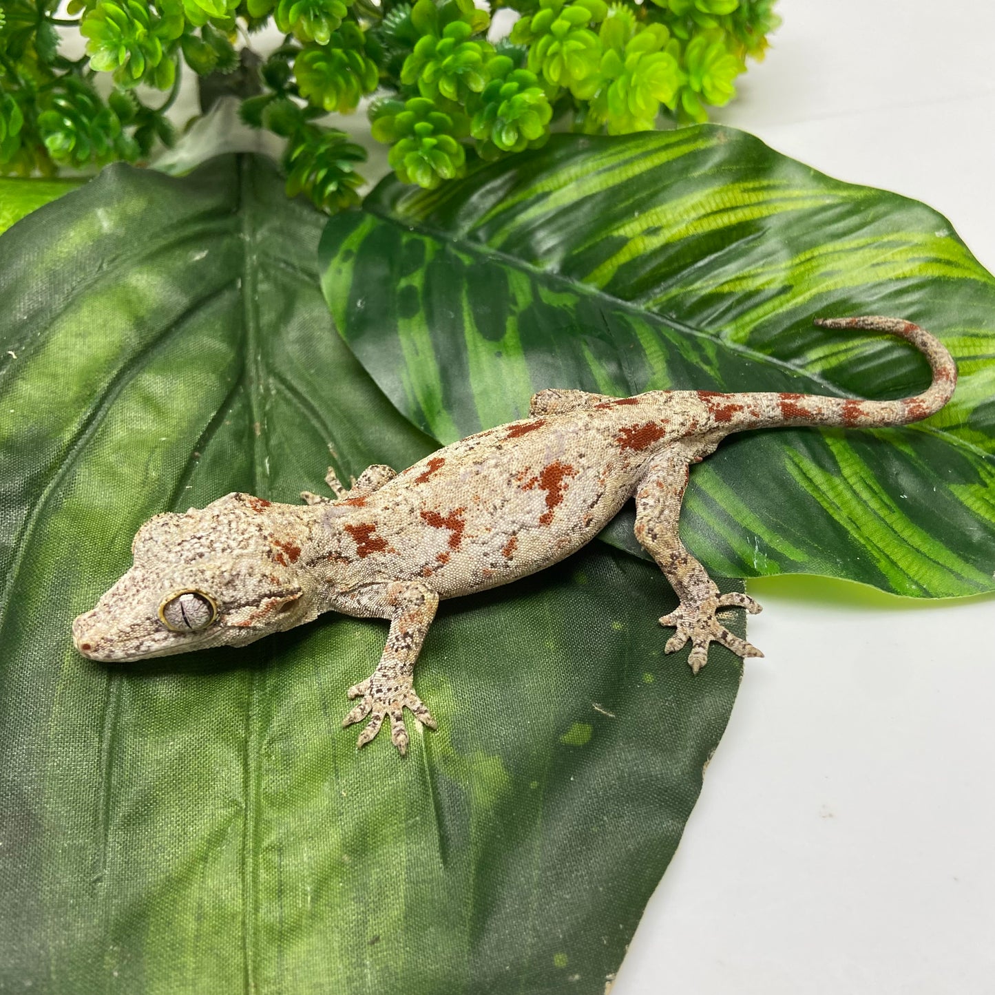 Red Blotched Reticulated Gargoyle Gecko 2024 Male AN407