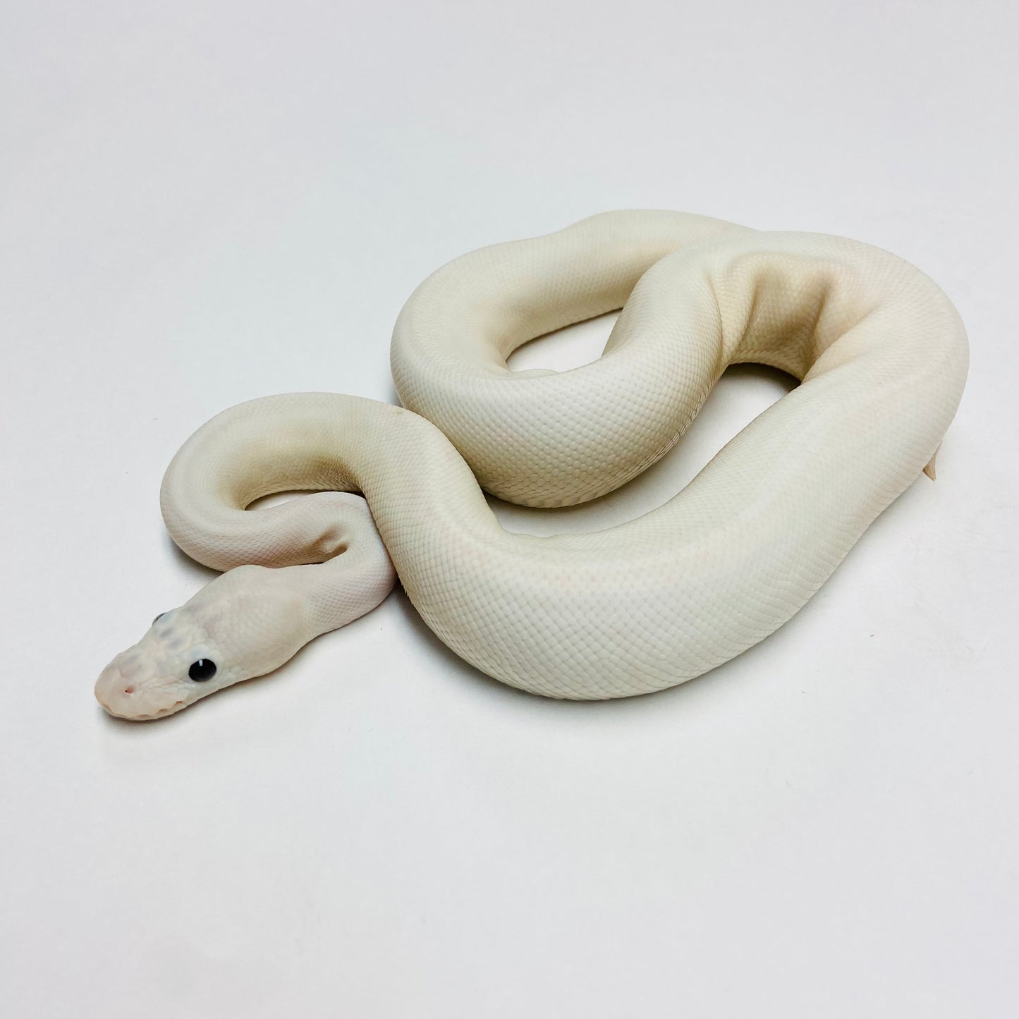 GHI Mojave Cinnamon Lori Ball Python - Female #2022F01