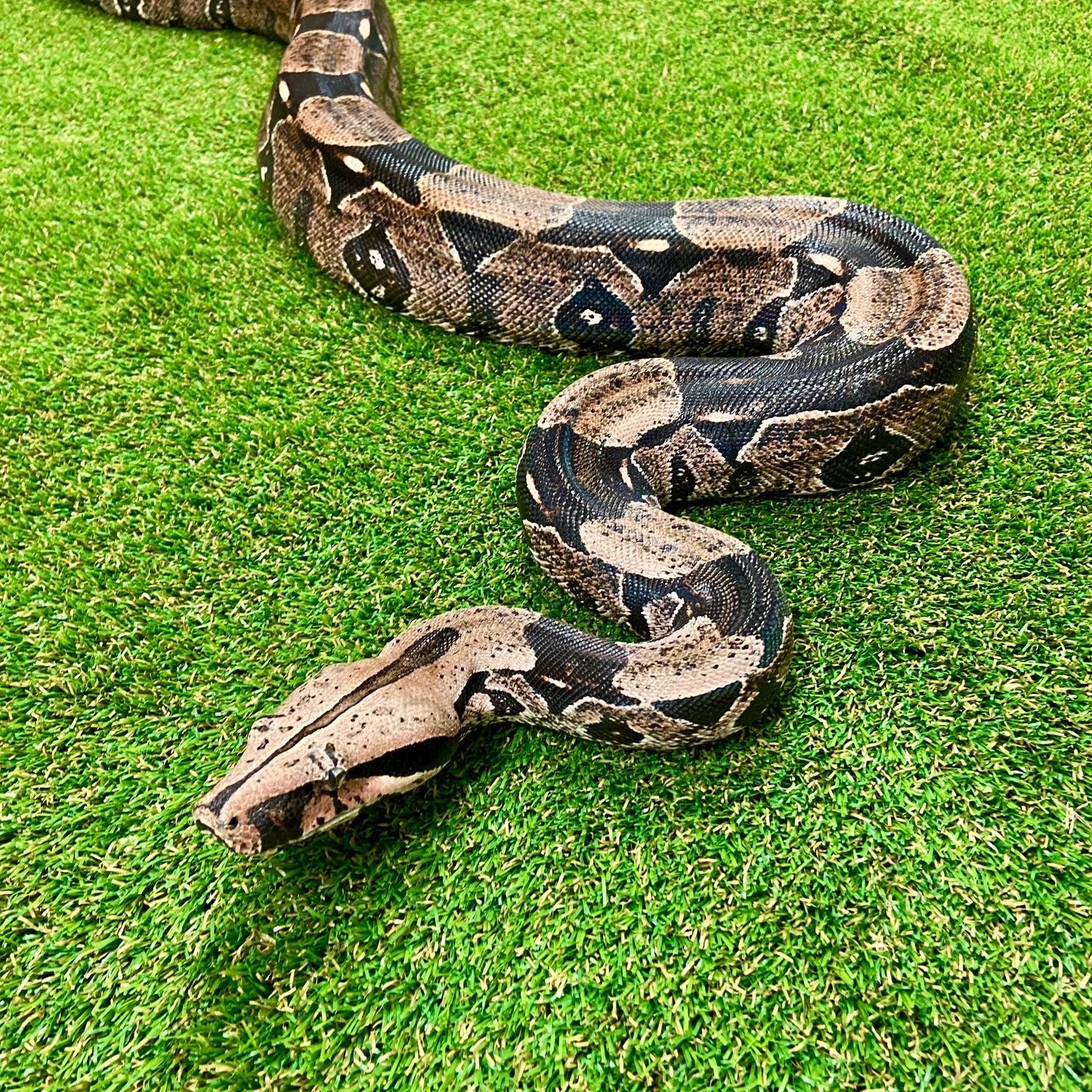 Guyana Red-Tailed Boa Constrictor Adult Male B04