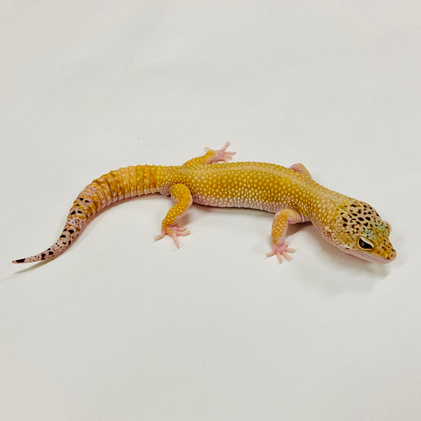 Hypo Tangerine Eclipse Leopard Gecko Male H-B5-62223-1