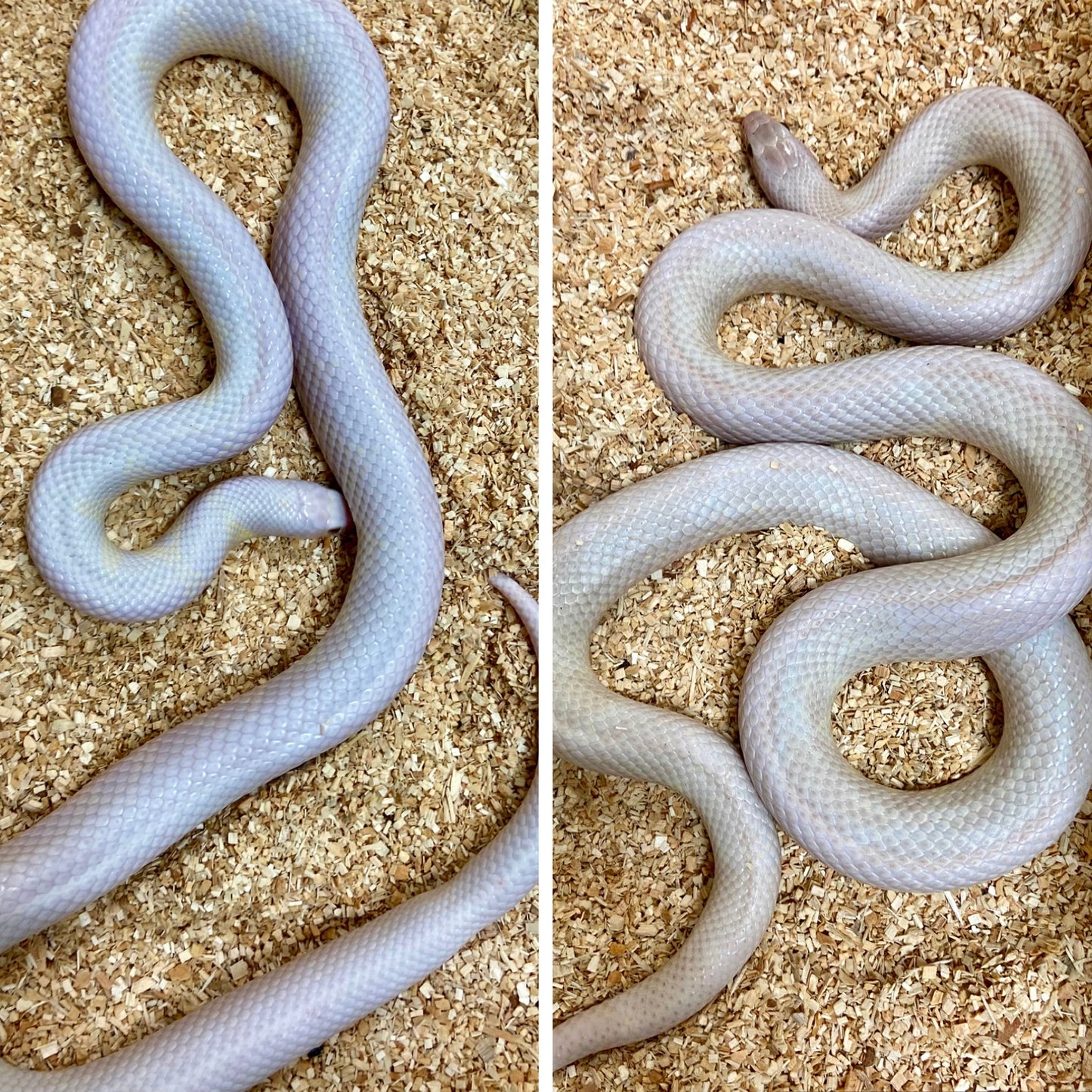 Pair Lavender Snow California King Snakes 2021 Male & Female