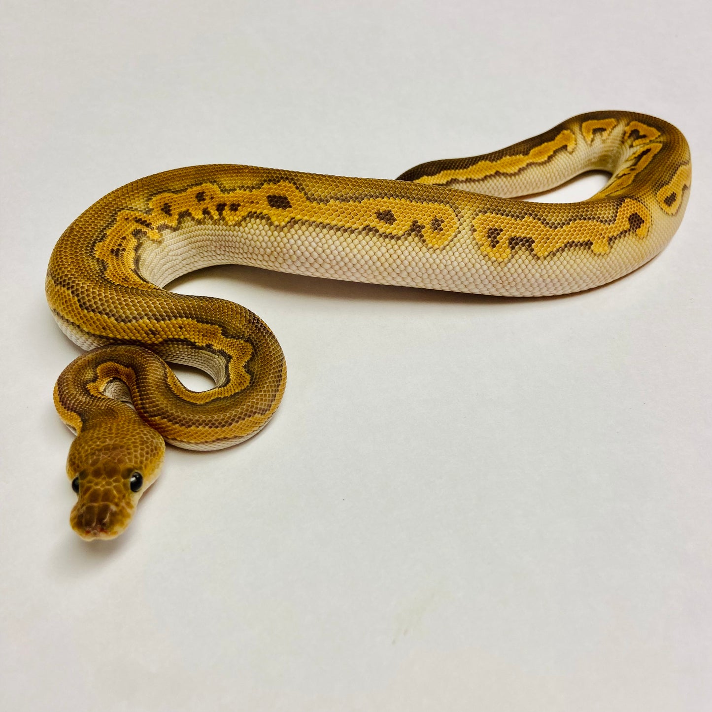 Black Pastel Enchi Clown Ball Python - Male #2023M01