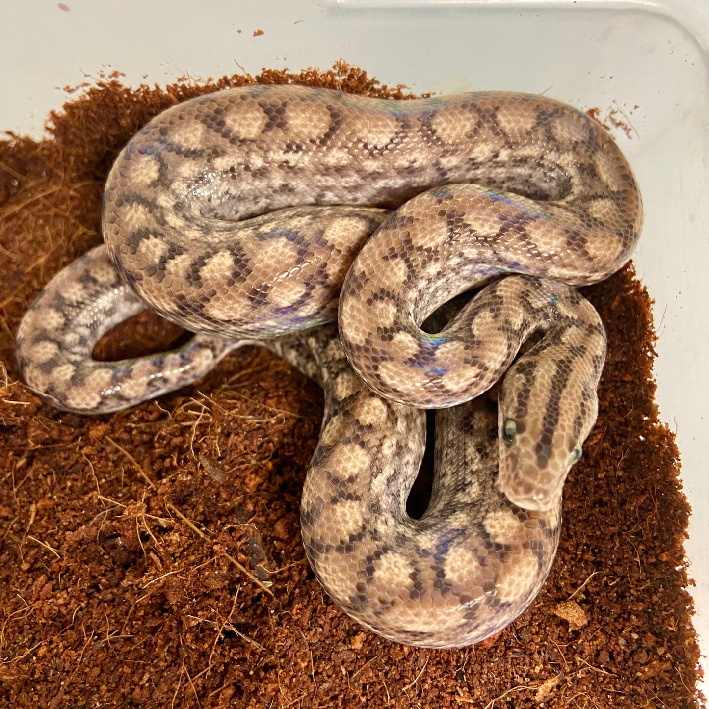 Colombian Rainbow Boa 2025 Female F05
