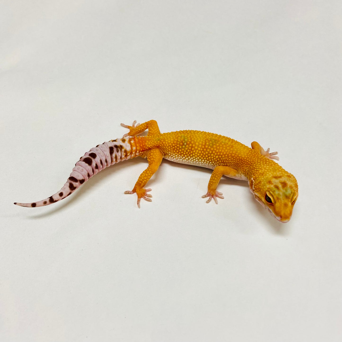 Sunglow Albino Tremper Leopard Gecko Male B-B7-80524-1