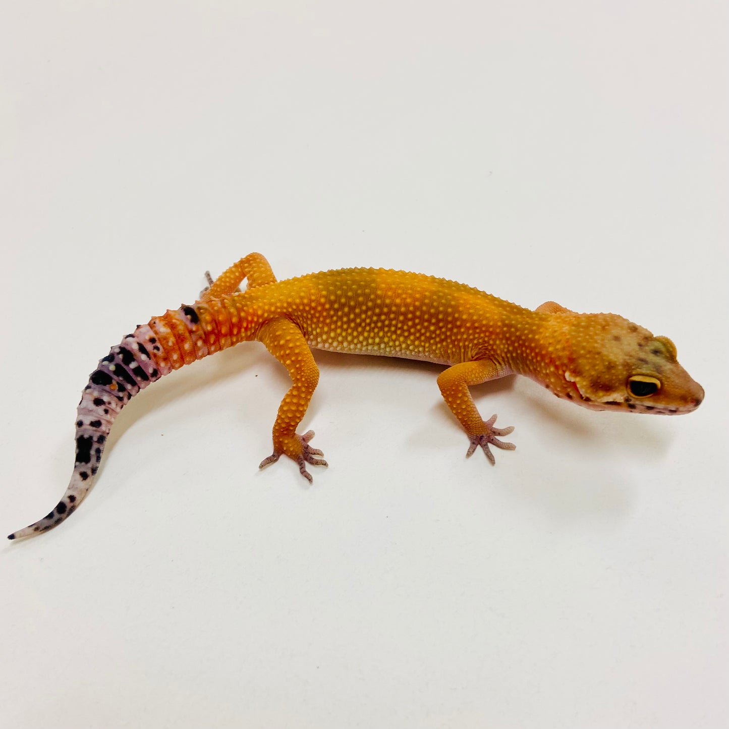 Hypo Tangerine Leopard Gecko 2025-052