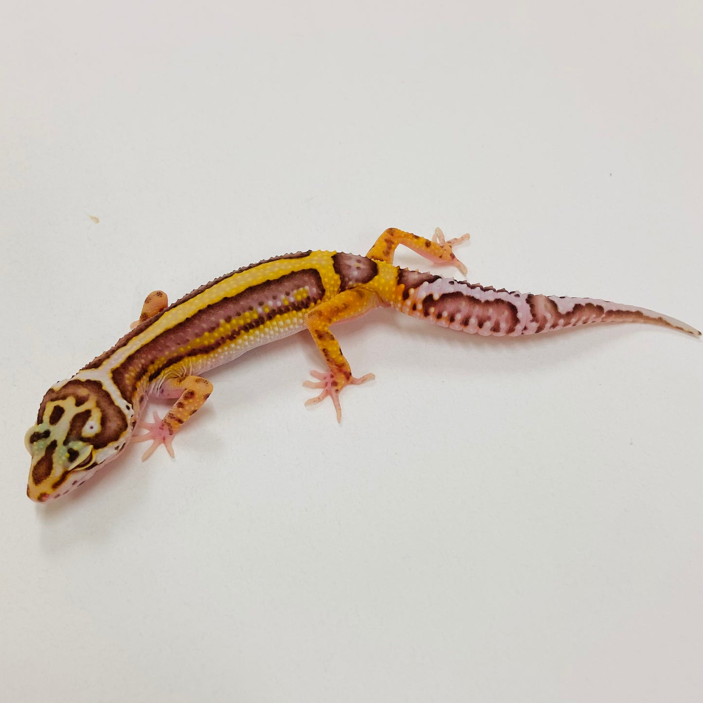 Bold Bell Leopard Gecko 2025-071