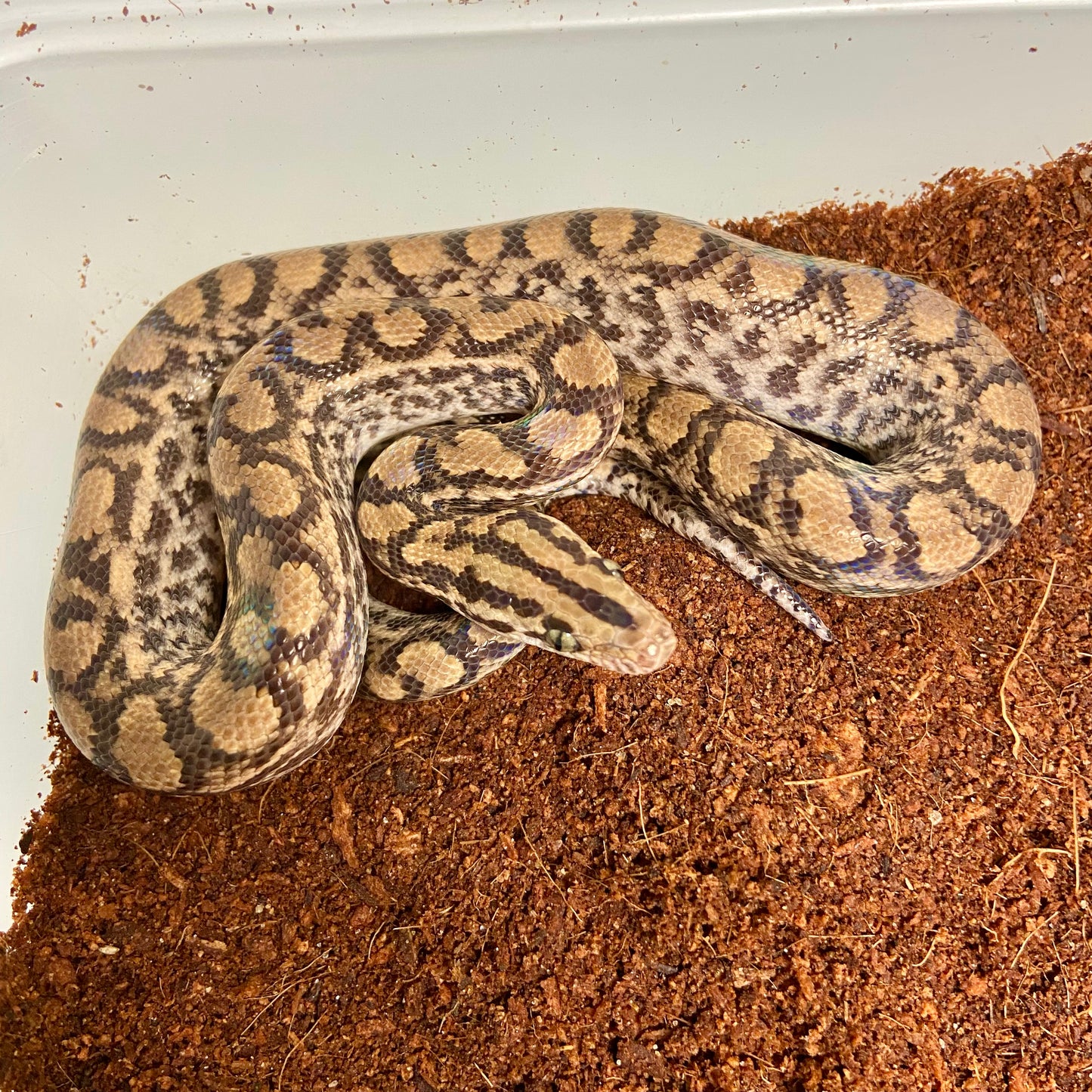 Colombian Rainbow Boa 2025 Female F06