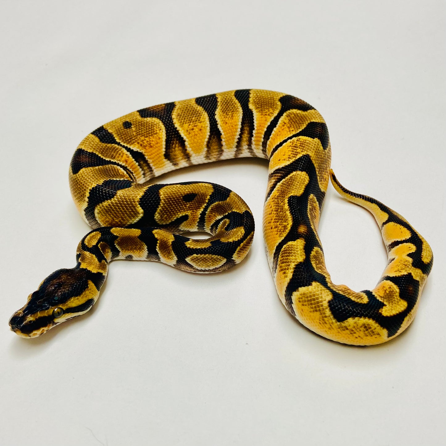 Enchi Orange Dream Het Pied Ball Python Female 2025F01