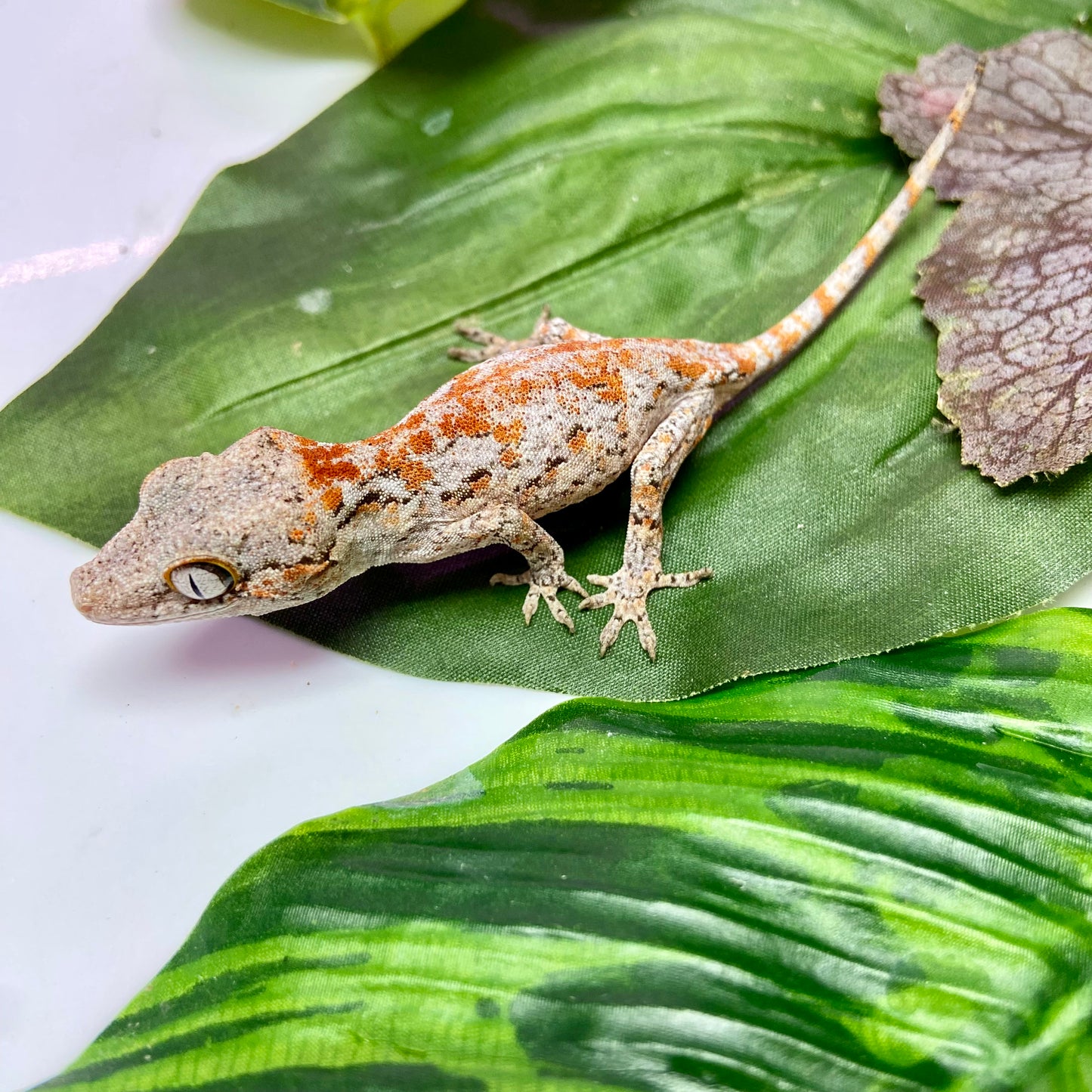 Orange Super Blotch Gargoyle Gecko 2025 Unsexed 20825-06