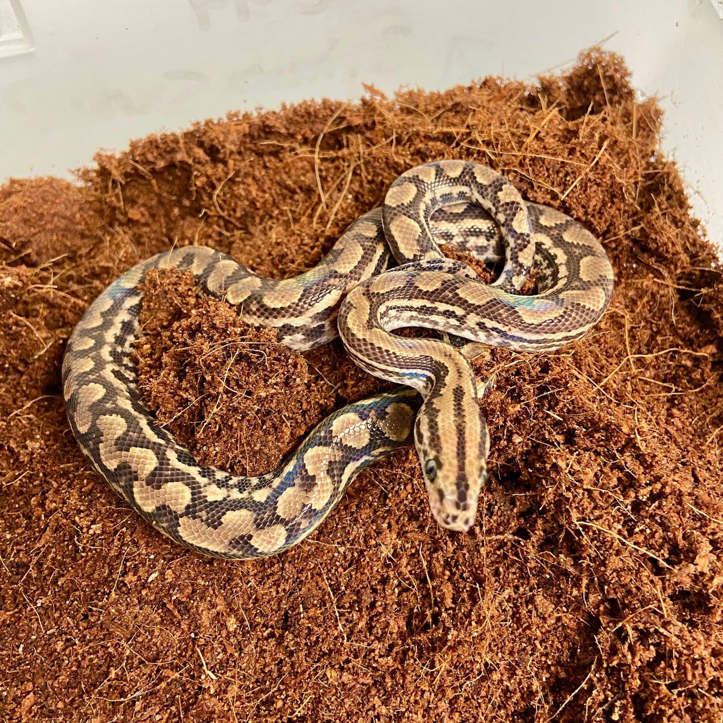 Colombian Rainbow Boa 2025 Male M03