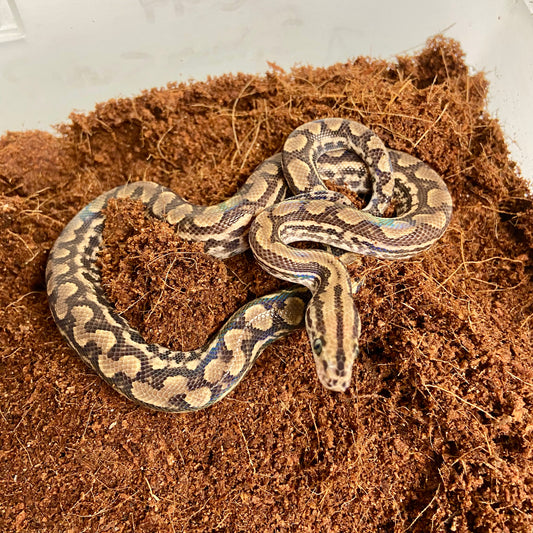 Colombian Rainbow Boa 2025 Male M03