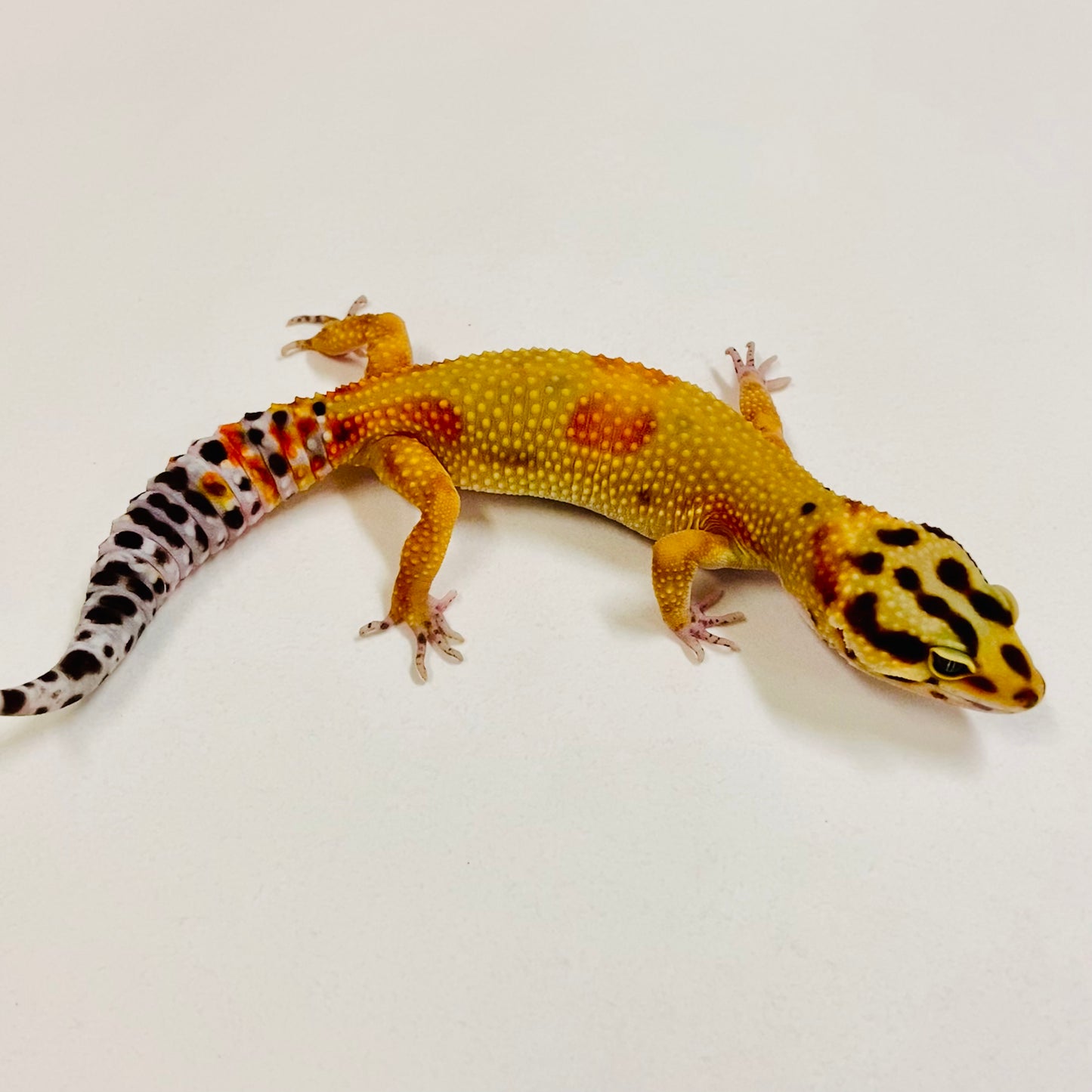 Citrine Leopard Gecko Female 2025-200