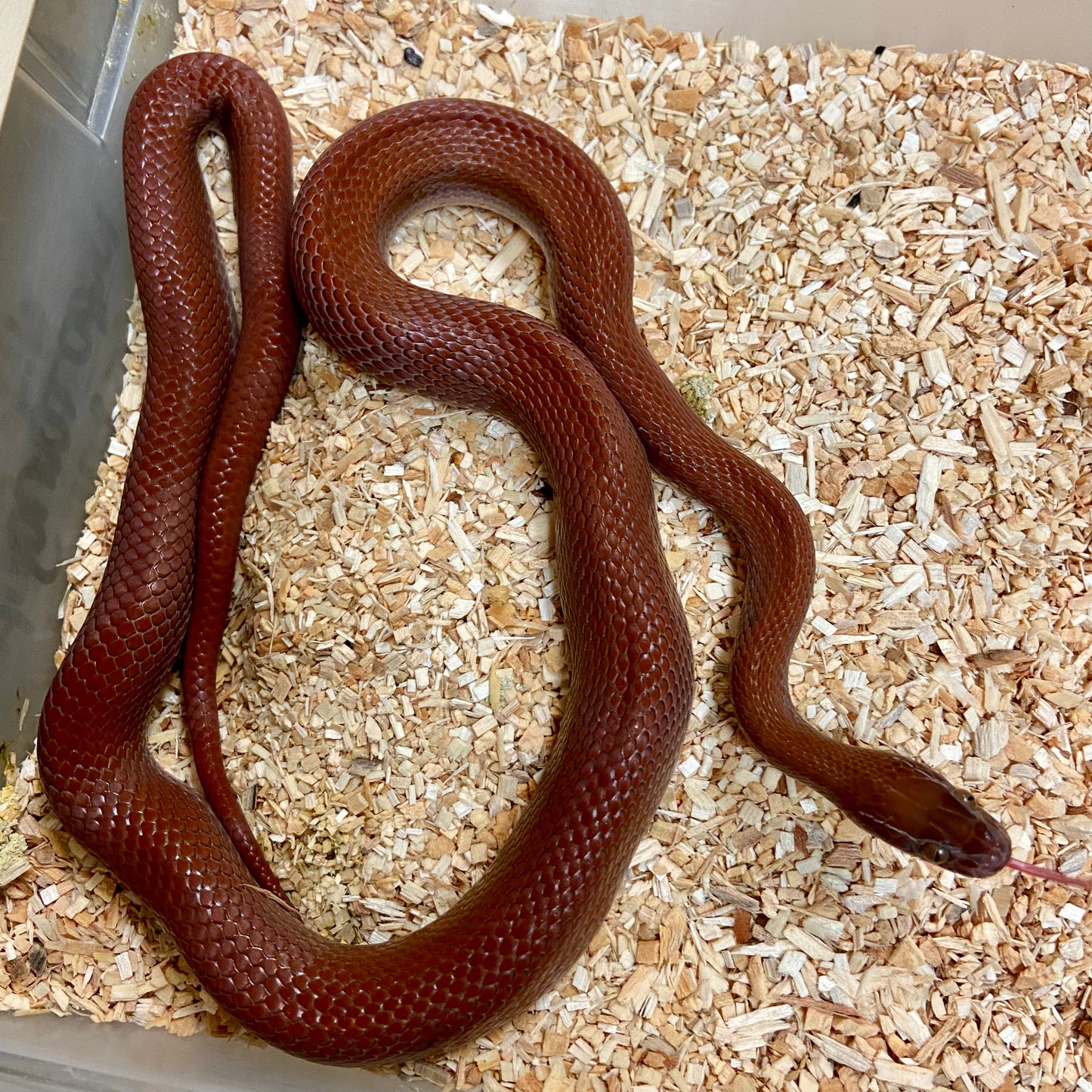 Patternless Bela Bela House Snake Male 2020-03