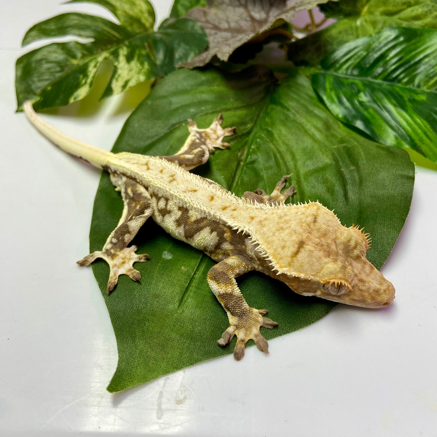 Lilly White Crested Gecko 2023 Male 62523-1