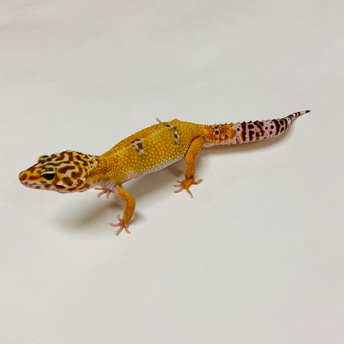 Hypo Albino Tremper Leopard Gecko Male A-B7-101024-1