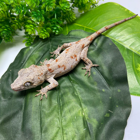 Orange Blotched Reticulated Gargoyle Gecko 2024 Female SL401