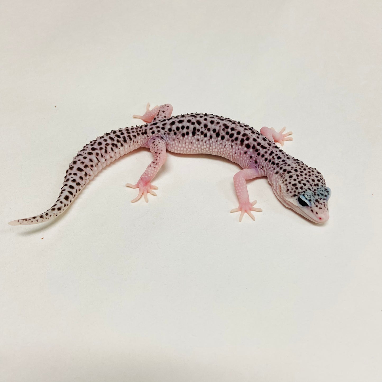 Super Snow Eclipse Leopard Gecko Female A-B11-21024-1