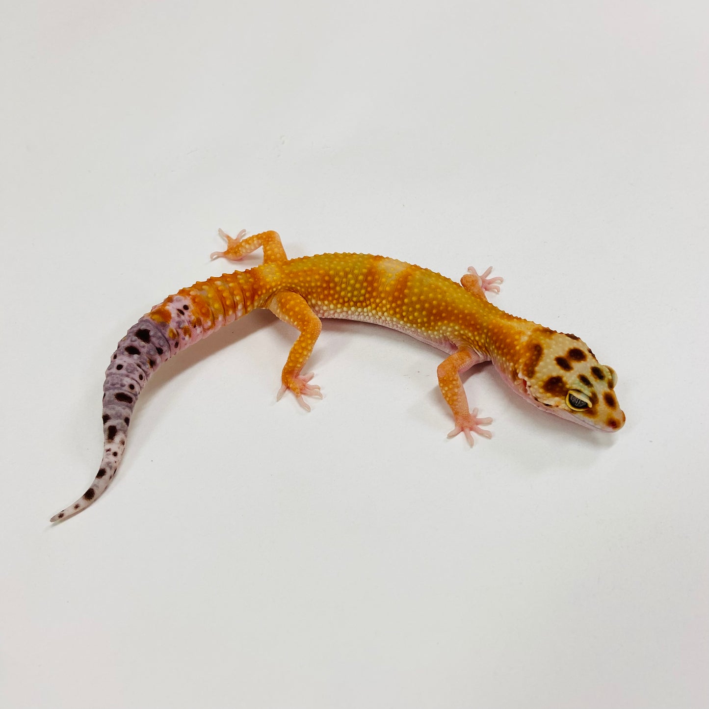 Citrine Carrot Tail Leopard Gecko Female H-C9-90523-2