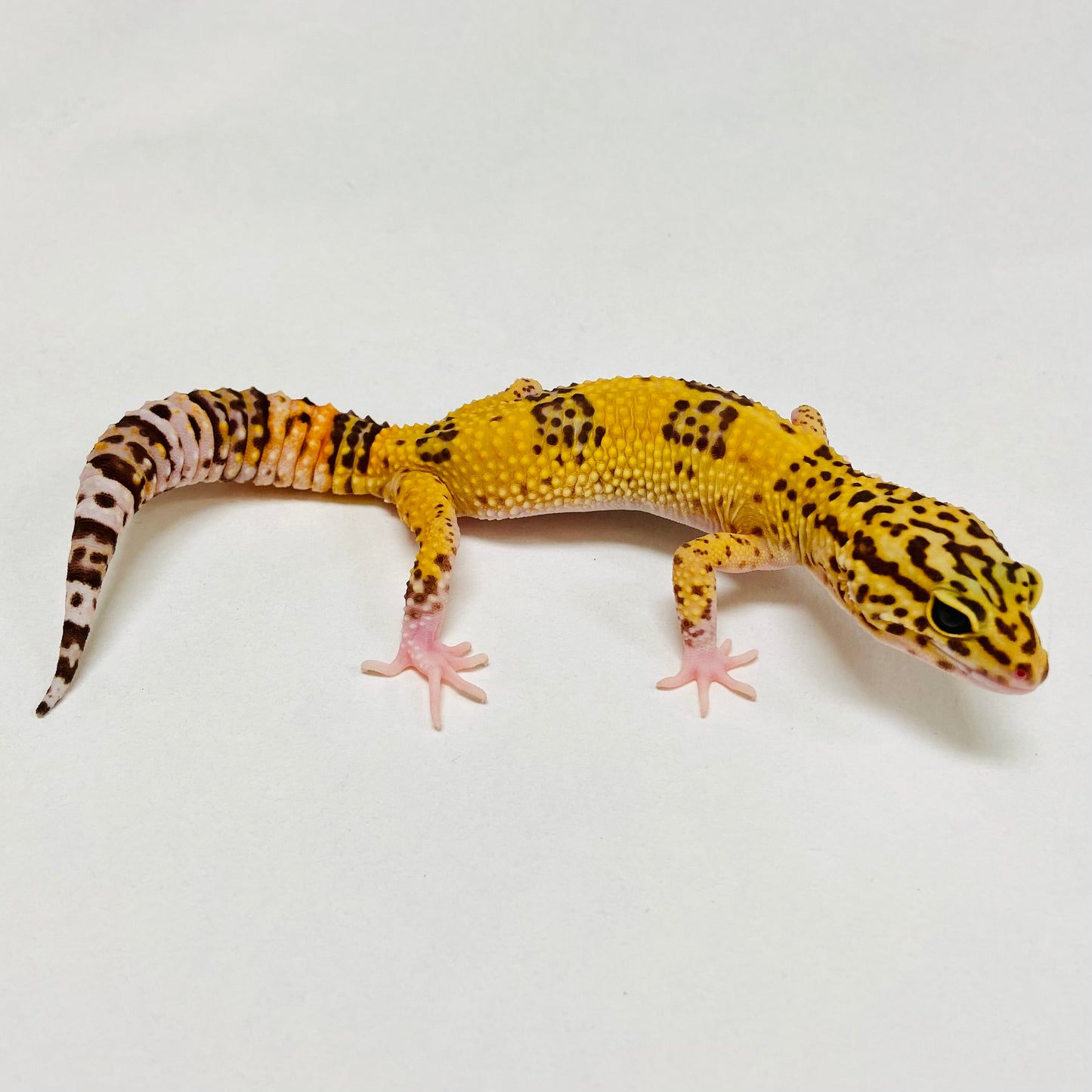 Albino Tremper Tangerine Eclipse Leopard Gecko Female B-A7-81924-1
