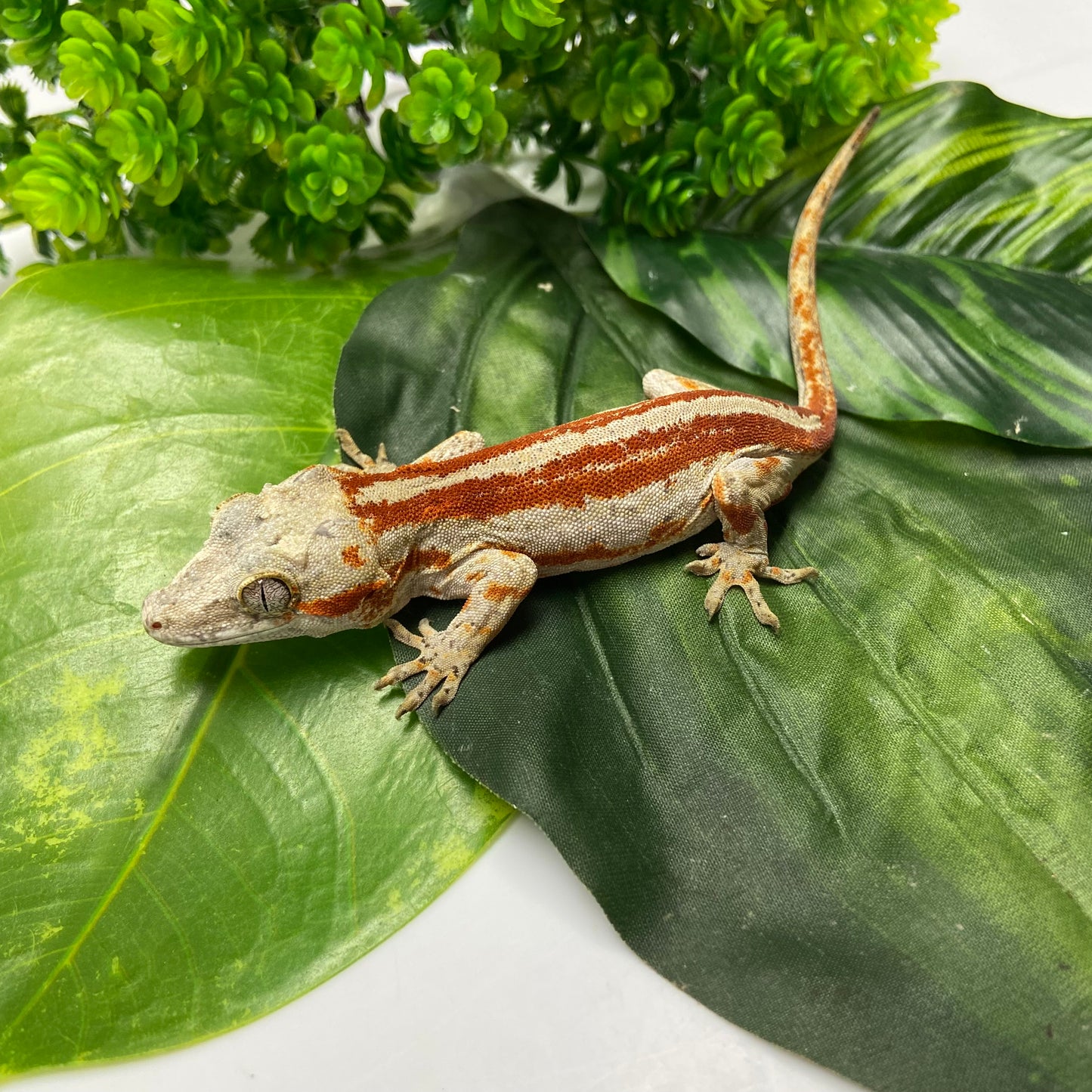 Red/Orange Super Stripe Gargoyle Gecko 2024 Female MT01