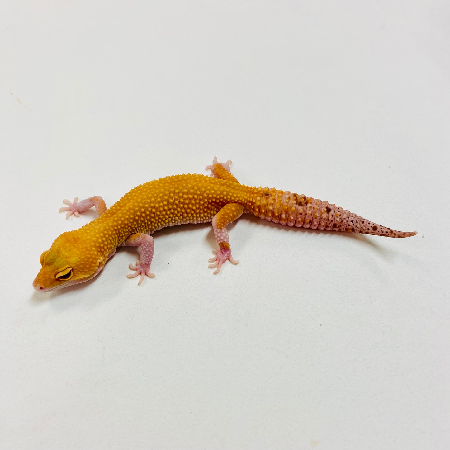 Sunglow Raptor W/Y Leopard Gecko Female I-B6-70123-1
