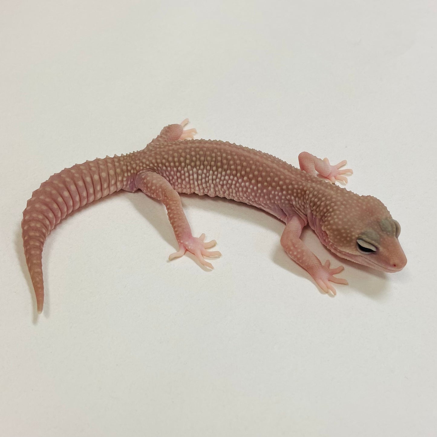 Super Snow Murphy Patternless Male Leopard Gecko 2025-105