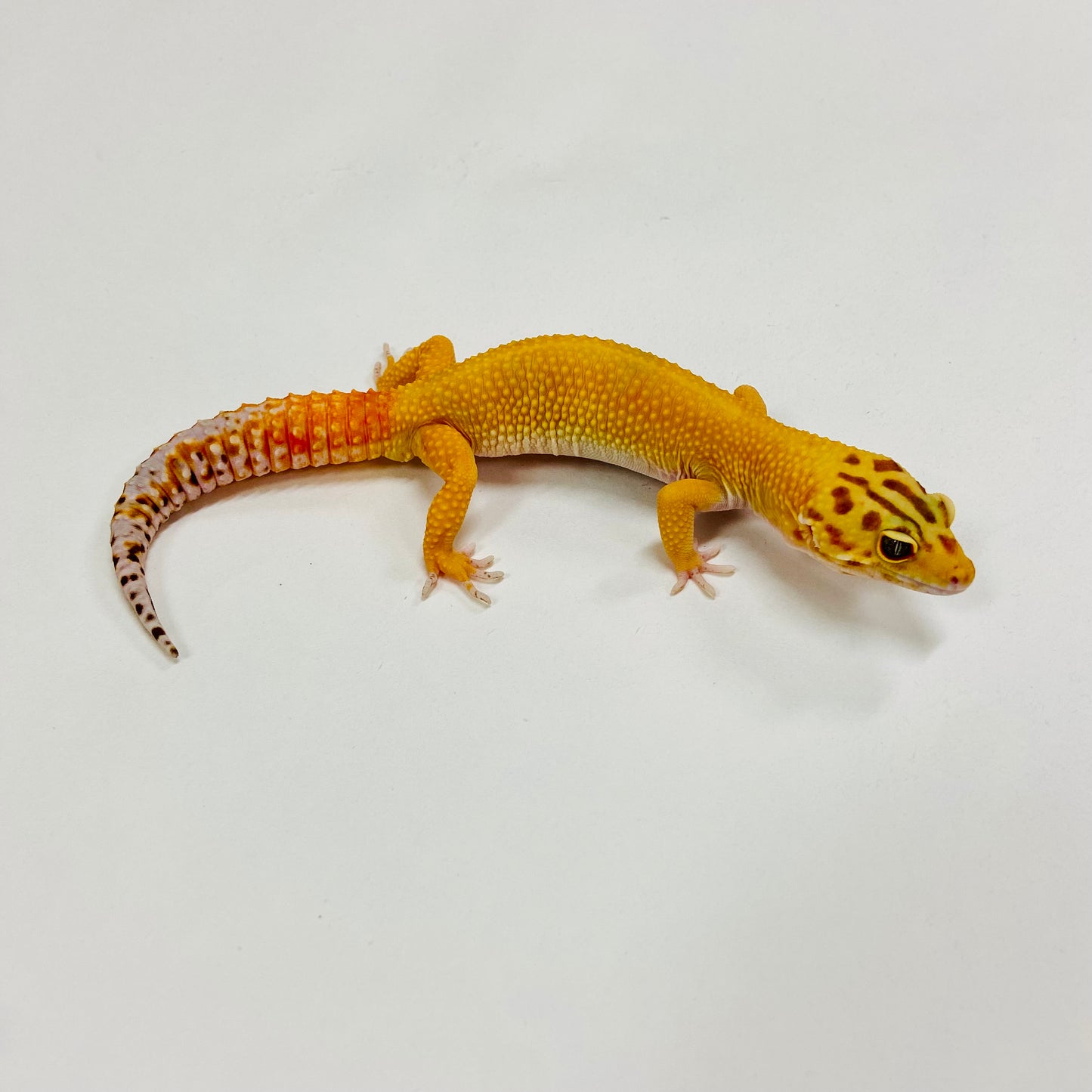Hypo Tangerine Carrot Tail Leopard Gecko Male H-B7-91524-1