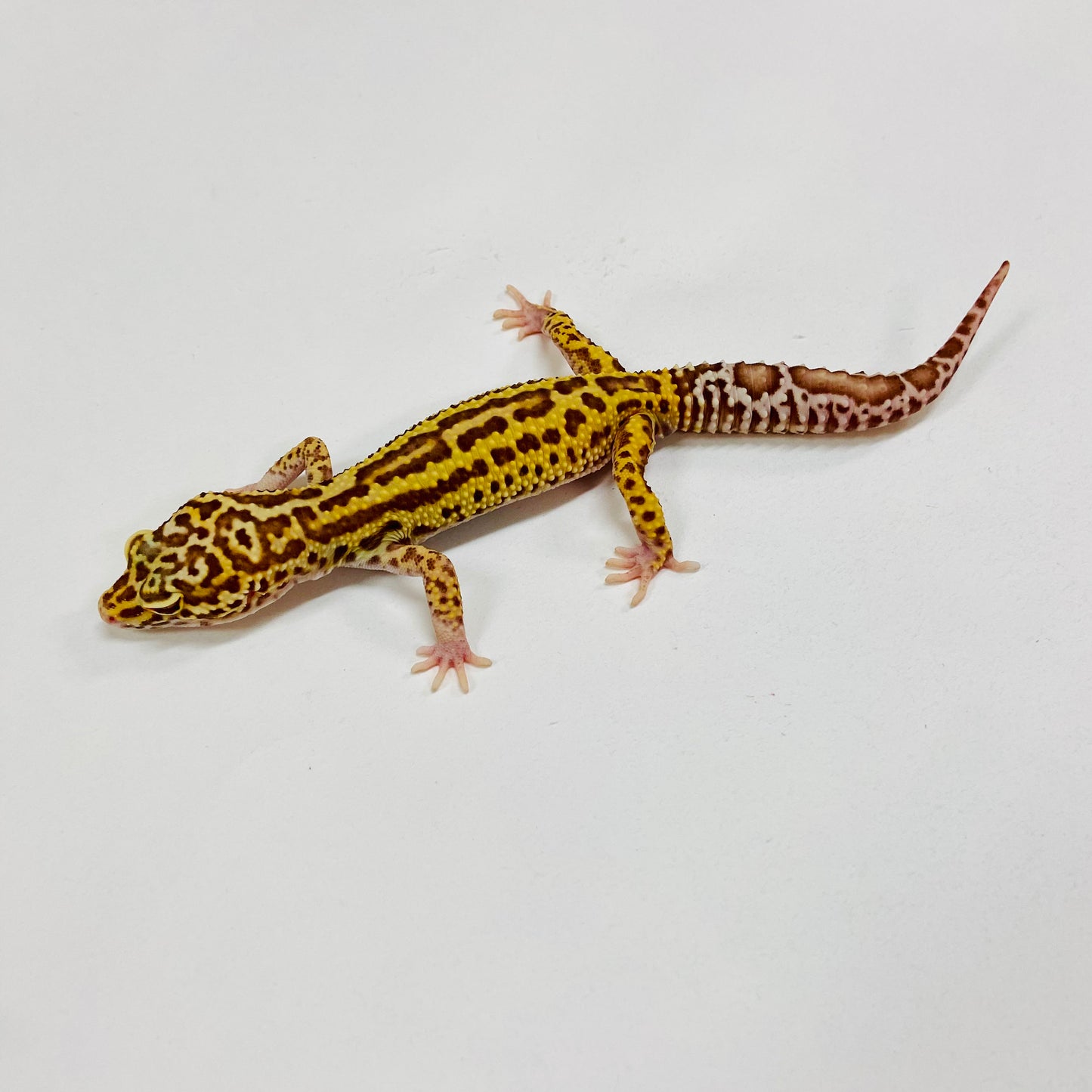 Mack Snow Radar Leopard Gecko Male H-B3-101524-1