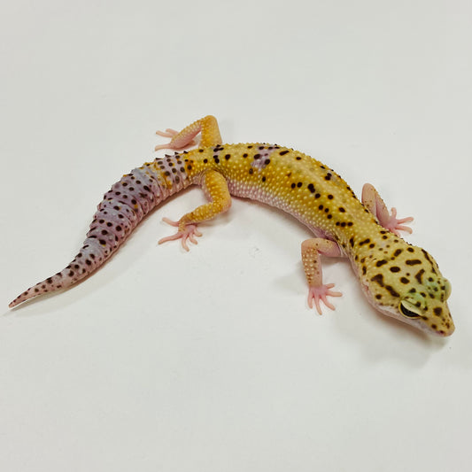 Normal Leopard Gecko Female F-K1-91619-1