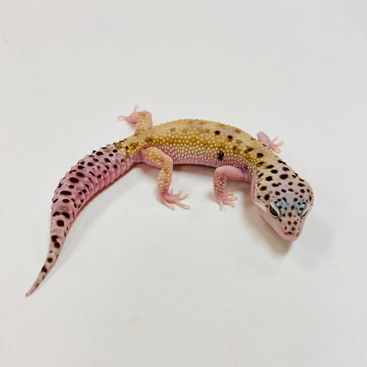 Hypo Mack Snow W/Y Leopard Gecko Female I-B6-102522-1