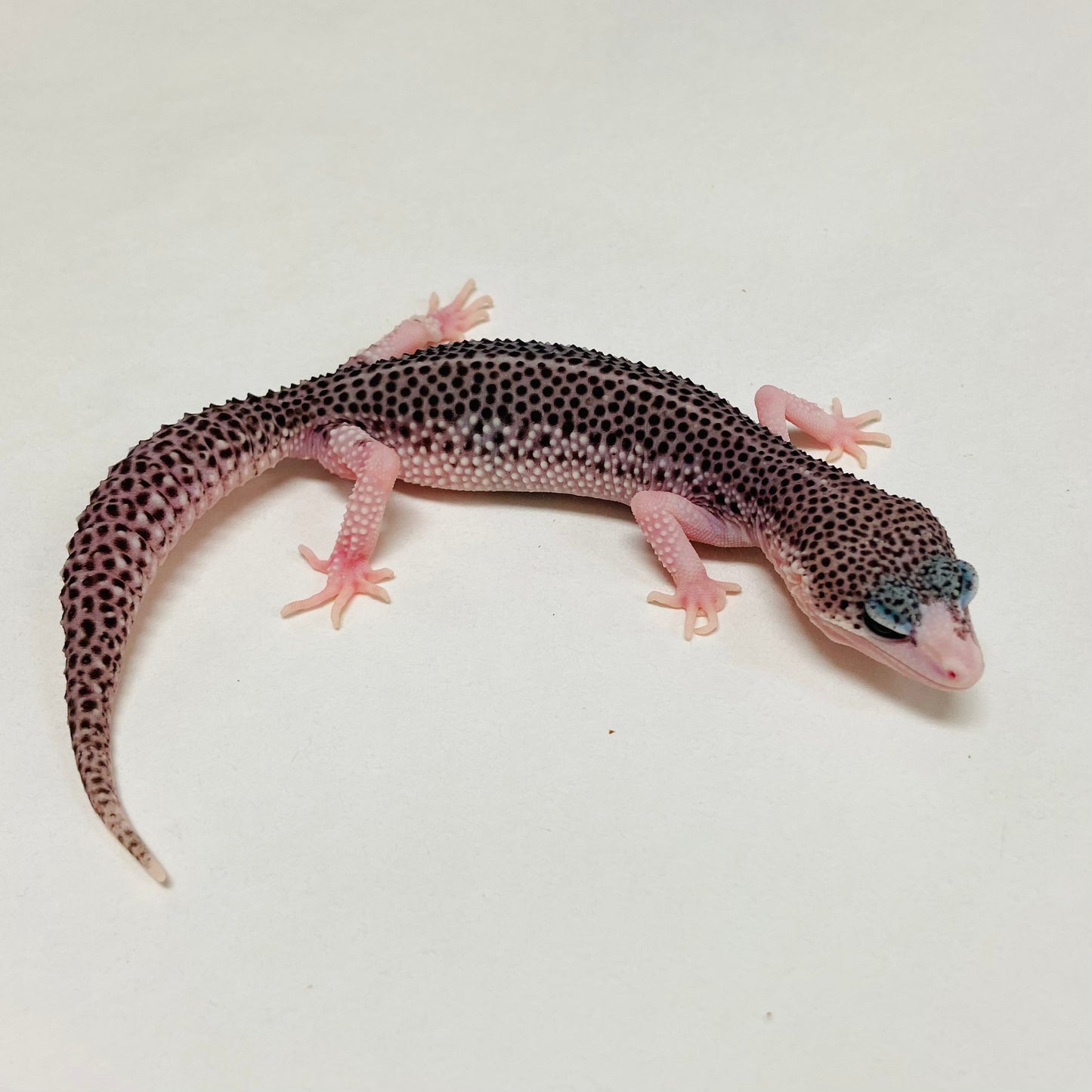 Super Snow Eclipse Leopard Gecko Female A-B11-12524-1